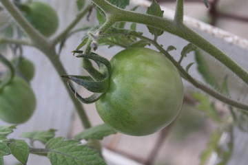 close up green cherry tomato on vine 