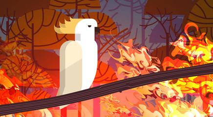 cockatoo sitting on branch forest fires in australia animal dying in wildfire bushfire burning trees natural disaster concept intense orange flames horizontal vector illustration © mast3r