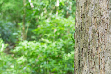 Teak tree in the forest