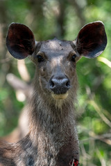 sambar deer in the forest