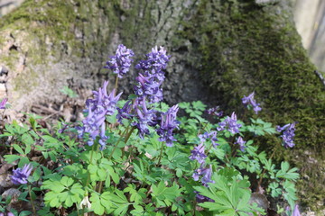 Fototapeta premium Corydalis primroses bloomed in the spring forest. Lilac flowers are beautiful on a sunny day.