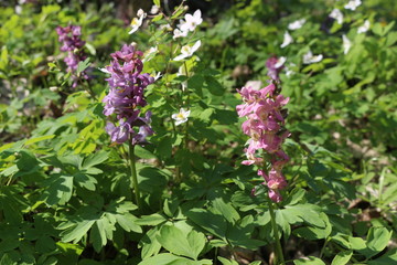  Corydalis primroses bloomed in the spring forest. Lilac flowers are beautiful on a sunny day.