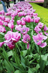 Purple tulip lit by sunlight, the flower have a green leafs background, with soft selective close up.