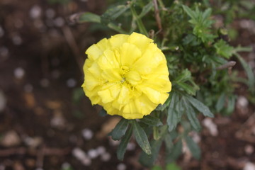 jumbo yellow carnation shot from above
