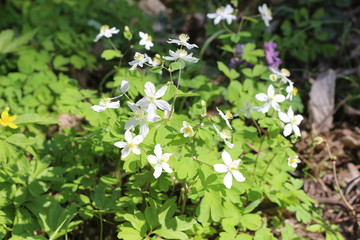 The first spring flowers bloomed in the forest