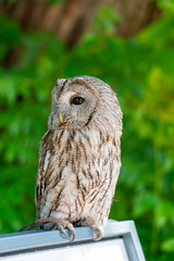 Owl