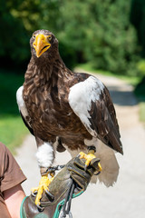 Eagle