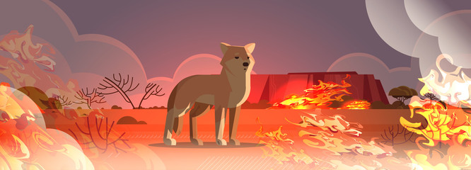 dingo escaping from fires in australia animal dying in wildfire bushfire natural disaster concept intense orange flames horizontal vector illustration