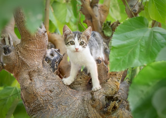 Cute cat kitten standing playfully on a fork of a thick knobby tree branch and looking curiously from its observation spot, Crete, Greece
