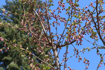Pink sakura blossom In spring garden 