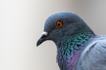 pigeon isolated on white background
