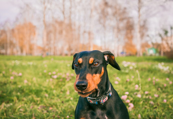 Pinscher dwarf mini on a walk, dog on a walk in nature, 