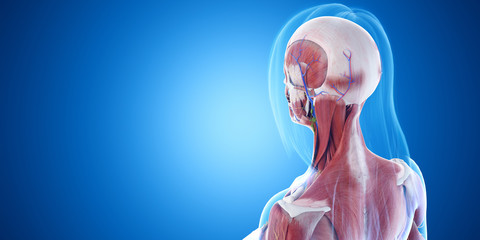 3d rendered medically accurate illustration of the neck muscles