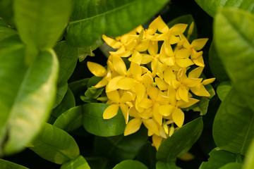 Yellow ixora flower and green leaves