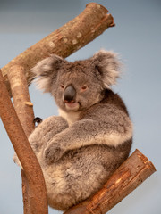 Southern Koala sat in tree resting after eating eucalyptus leaves. Beautiful grey koala bear up in tree with cute fluffy ears.