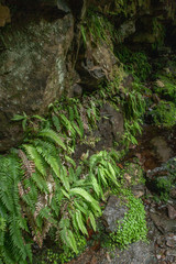 McLeans Falls Catlins. South Island New Zealand. Tropical rain forest. Ferns