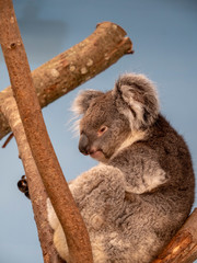 Southern Koala sat in tree resting after eating eucalyptus leaves. Beautiful grey koala bear up in tree with cute fluffy ears. © steve