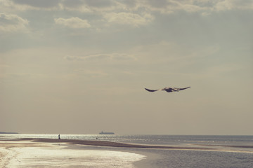 Sandy beach of the Baltic Sea in summer