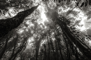 Misty rainforest in black and white