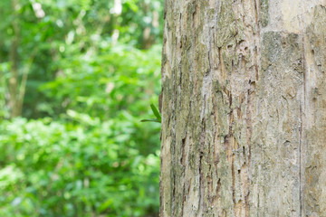 Teak tree in the forest