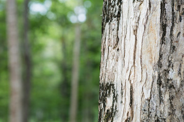 tree in the forest with blurred background