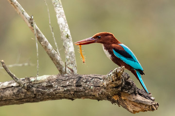 kingfisher on branch with centipede kill