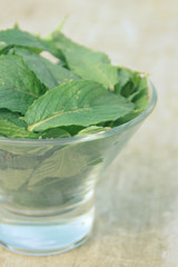 feuilles de menthe verte fraîches dans une coupe