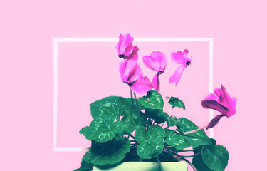 Cyclamen flowers on pink background with white frame. Abstract backdrop