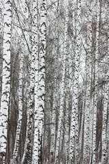 landscape background with a view of birch trees in winter forest