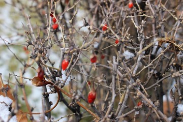 red berries in snow
