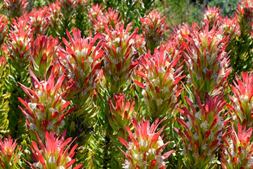  Kirstenbosch Botanical Garden - Capetown