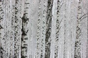 Obraz premium winter scene with birches during a snowstorm