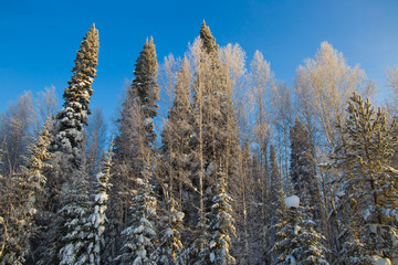 snow forest against a blue sky at sunset of a Sunny day