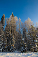 snow forest against a blue sky at sunset of a Sunny day