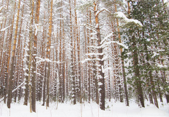 snow forest against a blue sky at sunset of a Sunny day