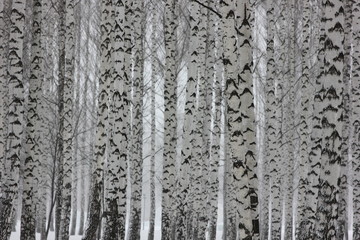 landscape background with a view of birch trees in winter forest