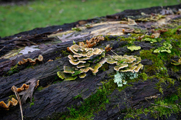 Pilze auf einem abgestorbenen Baumstamm