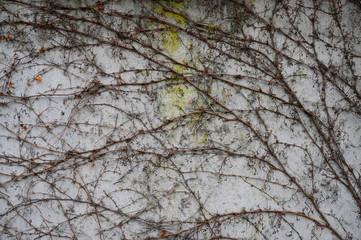 Blattloses Efeu an einer Betonwand