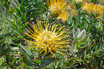 Protea -  Kirstenbosch Botanical Garden - Capetown