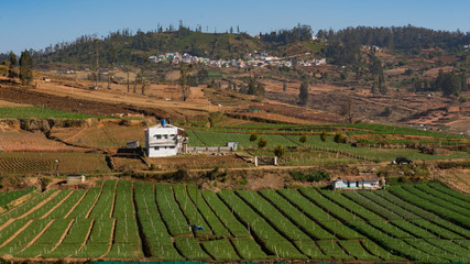 Green carrot fields planted in a row with blue sky and small hills in the background in Ooty, India.