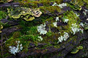 Pilze auf einem abgestorbenen Baumstamm