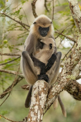 Langur Monkey mother with baby