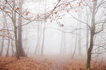 Misty autumn forest. Foggy forest in the autumn. Cold, mystic atmosphere.