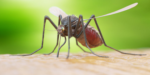 3d rendered illustration of a mosquito on human skin