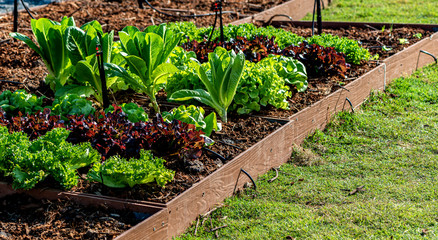 Redefining farming. Red Coral Lettuce, Green Lettuce and Cabbage growing on hydroponic farm. Vegetables produce in the garden. Healthy food, agriculture business concept. Horizontal shot. Web Banner