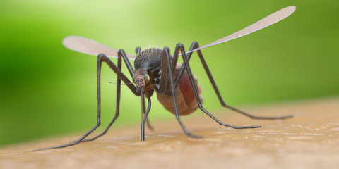 3d rendered illustration of a mosquito on human skin