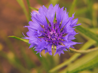 Bright blue star cornflower in a green field.