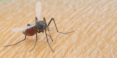 3d rendered illustration of a mosquito on human skin