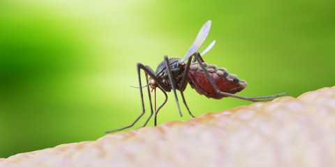 3d rendered illustration of a mosquito on human skin