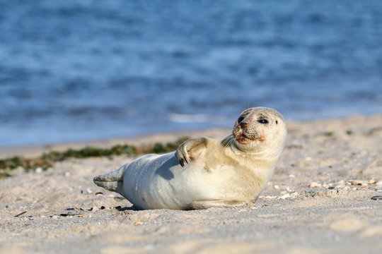 Seehund am Nordseestrand